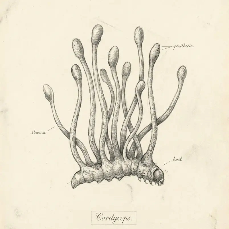 Cordyceps