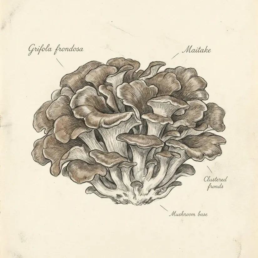 Maitake